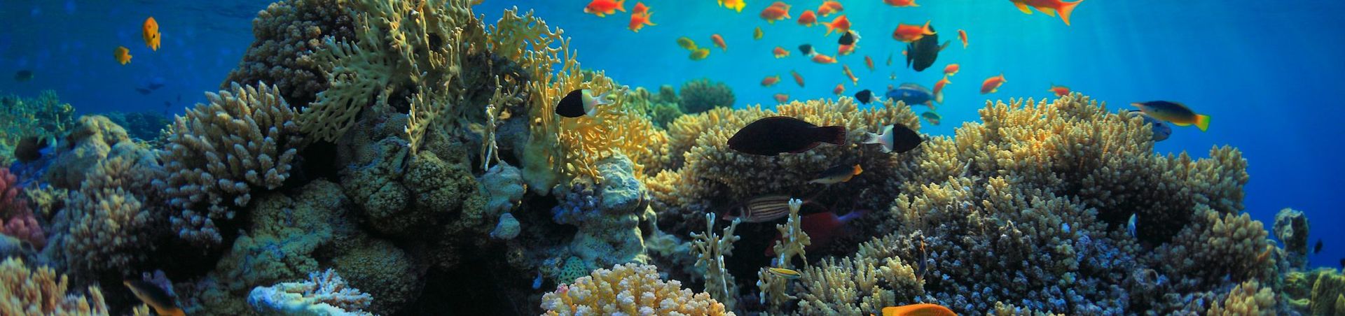 Reef Suites Premium