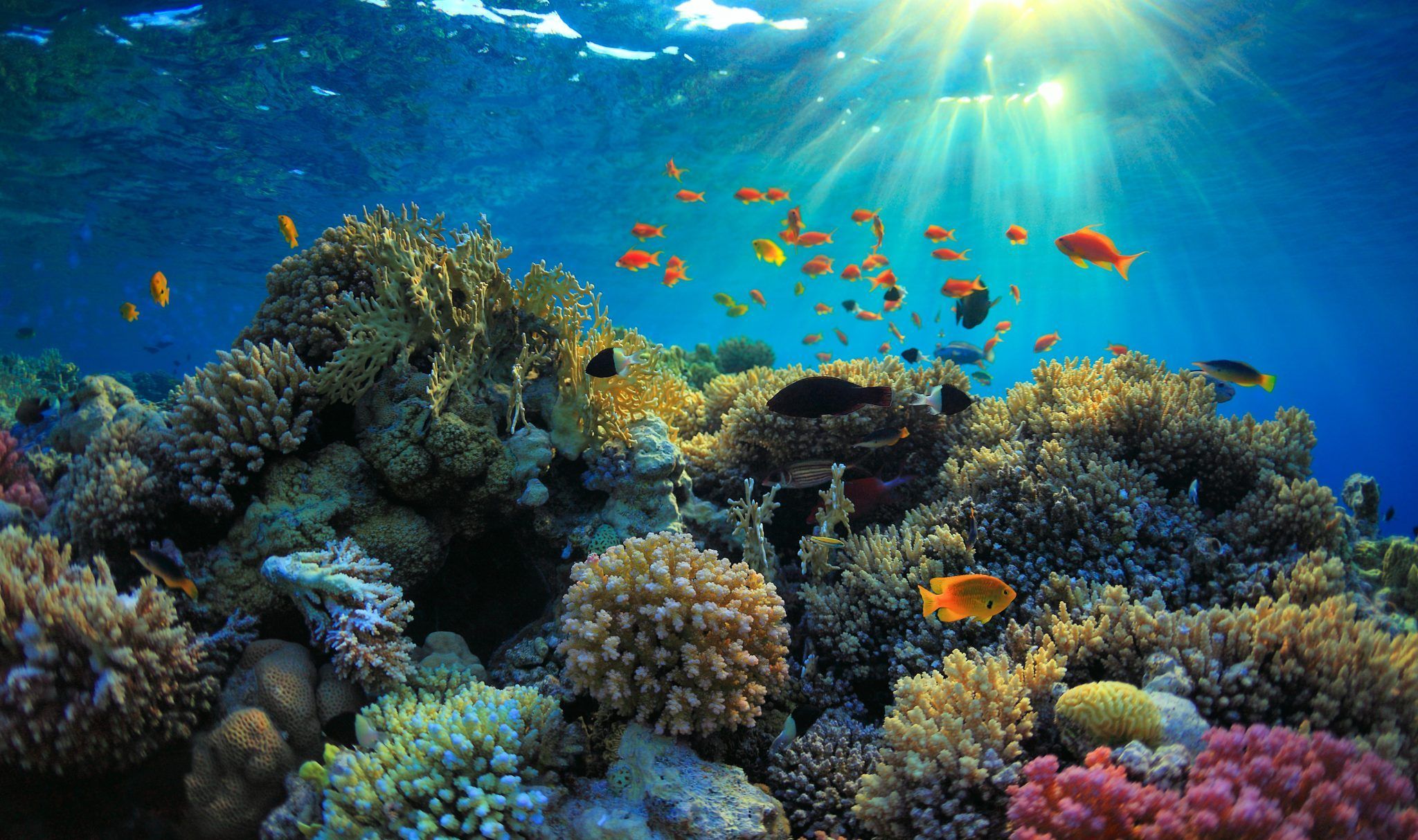 Reef Suites Premium