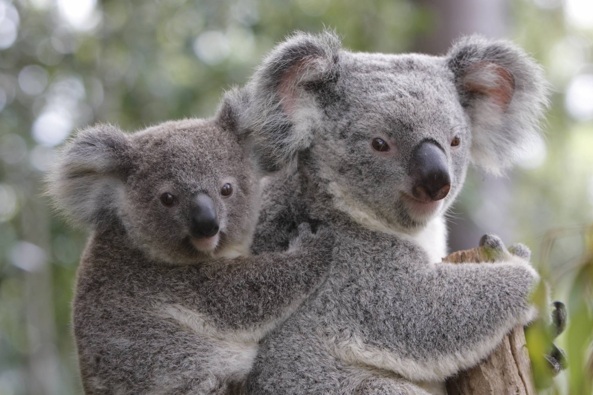 Hamilton Island Wildlife Park Best Place to Experience Australian