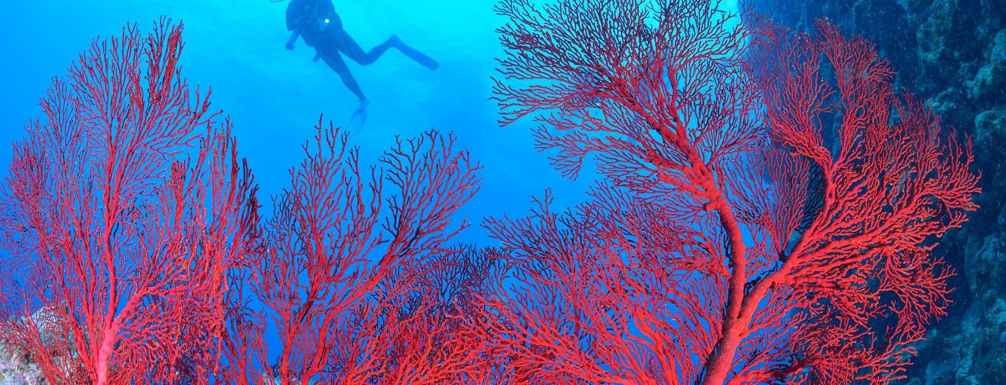 Reef Sleep
