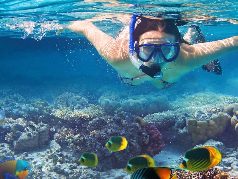 Reef Sleep Premium